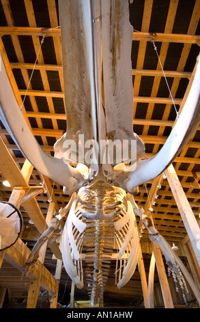 Skelett von einem Finnwal an Whale Interpretive Center, Telegraph Cove, Vancouver Island, British Columbia Stockfoto