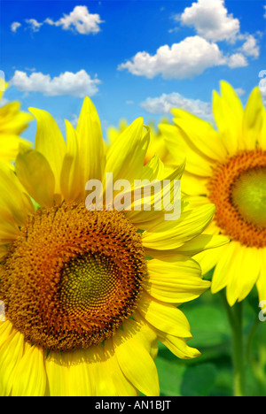 Sonnenblumen blühen Sonnenblumen Feld hautnah Stockfoto