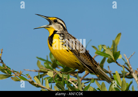 Ein Breitseite Blick auf einen östlichen Meadowlark thront in einer Baum-singen Stockfoto