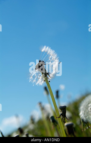 Landmark Hamburg Deutschland Nord Europa Elbmarsch Spadenland Löwenzahn Pusteblumen Stockfoto