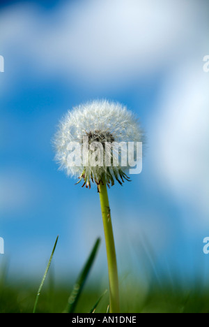 Landmark Hamburg Deutschland Nord Europa Elbmarsch Spadenland Löwenzahn Pusteblumen Stockfoto