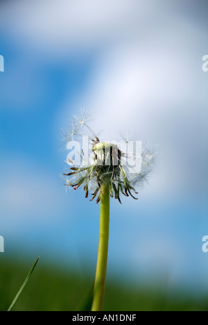 Landmark Hamburg Deutschland Nord Europa Deichlandschaft Löwenzahn Pusteblumen Stockfoto