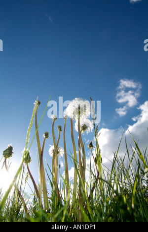 Landmark Hamburg Deutschland Nord Europa Elbmarsch Spadenland Löwenzahn Pusteblumen Stockfoto