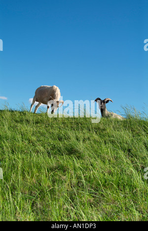 Wahrzeichen von Hamburg, Deutschland, Nordeuropa, Schafe auf einem Deich Wiese Natur Stockfoto