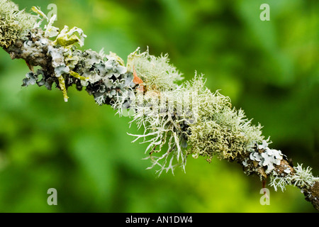 Flechten wachsen in alten Cornish Wald Wald England UK United Kingdom GB Großbritannien britischen Inseln Europa EU Stockfoto