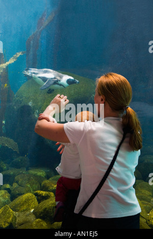 Bristol Zoo Seal und Pinguin Küste Exponate mit Mutter und junges Babyjungen beobachten, Tauchen Schwimmen Pinguine Clifton Bristol UK Stockfoto