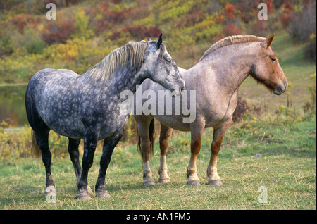 BLUE ROAN STRAWBERRY ROAN ARBEIT PFERDE PENNSYLVANIA Stockfoto