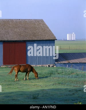 PFERD VOR SCHEUNE KANSAS Stockfoto