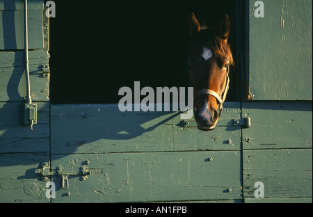 PFERD IN STABILEN PENNSYLVANIA Stockfoto