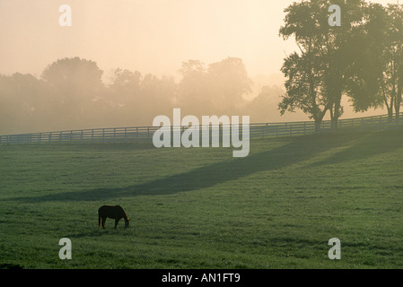 VOLLBLUT STUTE GRASEN AUF DER WEIDE AN DAWN LEXINGTON KENTUCKY Stockfoto