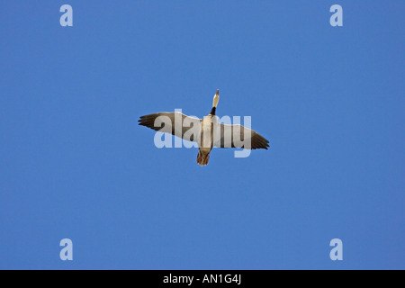 Schneegans Chen Caerulescens Bosque del Apache National Wildlife Refuge New Mexico USA Stockfoto