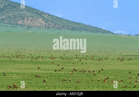 White-bärtige Gnus (Connocheaetes Taurinus Albo-Jubatus) - Herden auf der kurzen Grasebenen der Serengeti Migration Stockfoto