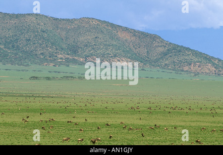 White-bärtige Gnus (Connocheaetes Taurinus Albo-Jubatus) - Herden auf der kurzen Grasebenen der Serengeti Migration Stockfoto