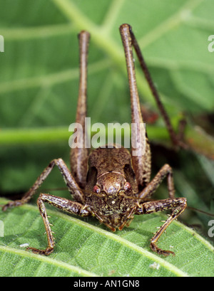 Dunkle Bush-Cricket Stockfoto