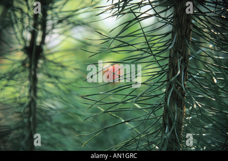 Stamm der Kiefer in Nahaufnahme Stockfoto