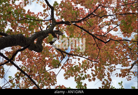 Crown of a maple tree Stockfoto