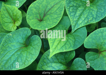 Chinesische Echsenschwanz, Chamäleon-Pflanze, Fishwort, Telekie, Vap ca (Houttuynia Cordata), Blätter Stockfoto