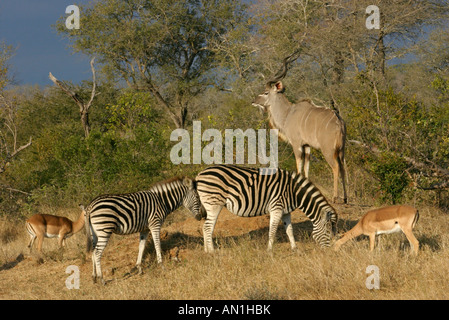 Zebra Impalas und Kudus Gruppe in der Nähe von Dorn Bäume Stockfoto