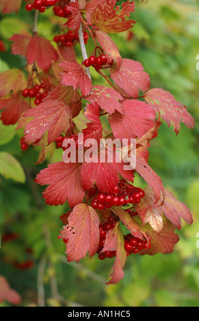 Guelder-Rose Schneeball (Viburnum Opulus), Obst (Steinfrüchte) im Spätsommer, Deutschland, Odenwald, Gaiberg Stockfoto