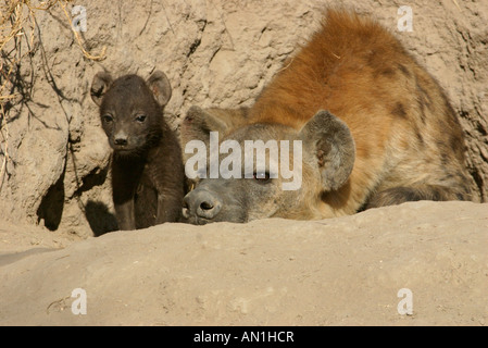 Hyäne und Pup Faulenzen am Eingang ihrer Höhle in einem Erdhügel Termite gesichtet Stockfoto