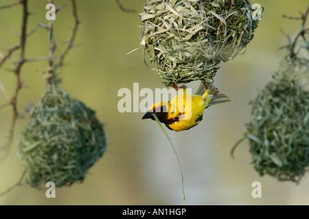 Maskierte Weber hängen an der Unterseite von seinem nest Stockfoto