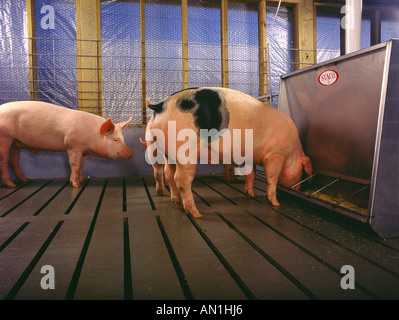 MARKT-GEWICHT-SCHWEINE IN STIFT FÜTTERUNG PENNSYLVANIA Stockfoto