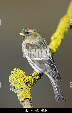 Alpenbirkenzeisig weniger Redpoll Alpen Birkenzeisig Zuchtjahr Kabarett Ostalbkreis-Baden-Württemberg-Deutschland Stockfoto