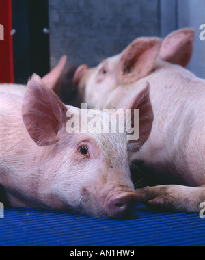 YORKSHIRE FERKEL 5 WOCHEN ALT 30 35 LBS Stockfoto