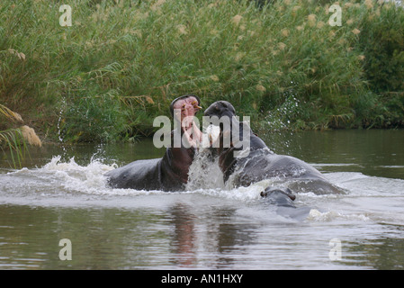 Zwei Kämpfe in den Sand River Nilpferd Stockfoto