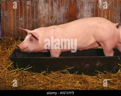 160 200 LB MITTELSCHWERE SCHWEIN IM TROG ESSEN PENNSYLVANIA Stockfoto