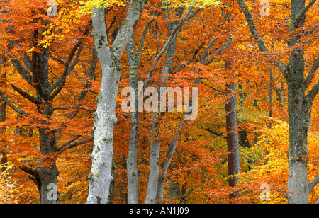 Rotbuche (Fagus Sylvatica), Buche-Wald, in Herbstfärbung, Großbritannien, Schottland, Strathspey Stockfoto