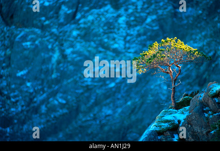 Schwarzkiefer, Drehkiefern, Ufer-Kiefer (Pinus Contorta), auf steinigen Felsen, Norwegen, Flatanger Stockfoto