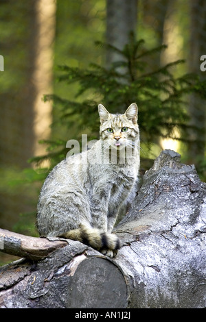 Gemeinsame Europäische Wildkatze-Wildkatze Stockfoto