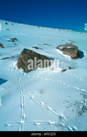 Rock-Alpenschneehuhn (Lagopus Mutus), Spuren im Schnee, Großbritannien, Schottland, Grampian Mountains Stockfoto