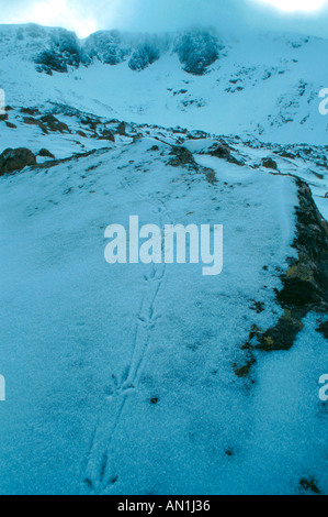 Rock-Alpenschneehuhn (Lagopus Mutus), Spuren im Schnee, Großbritannien, Schottland, Grampian Mountains Stockfoto