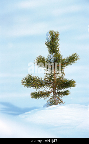 Schwarzkiefer, Drehkiefern, Ufer-Kiefer (Pinus Contorta), Bäumchen im Schnee, USA, Wyoming, Yellowstone NP Stockfoto