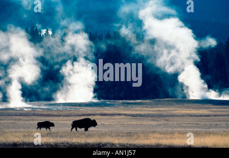 Amerikanischer Bison, Büffel (Bison Bison), Mutter mit Kalb mit Geysiren im Hintergrund, USA, Wyoming, Yellowstone NP Stockfoto