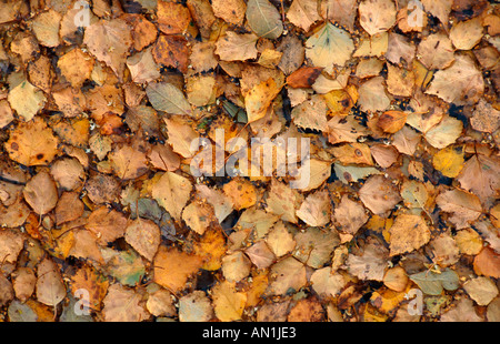 gemeinsamen Birke, Birke, Europäische weiße Birke, weiß-Birke (Betula Pendel, Betula Alba), herbstliche Birke Blätter, United King Stockfoto