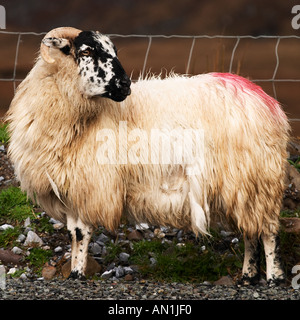 Am Straßenrand Schafe im Ring of Kerry County Kerry Irland Republik Irland Europa Stockfoto