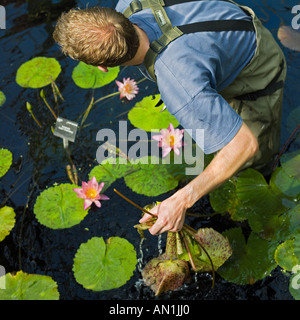 Seerose Gärtner Vogelperspektive anzeigen Nil rote Tasse Stockfoto