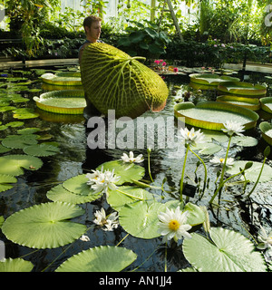 Hebe-Riesen Seerose Seerosenblatt Santa cruz Stockfoto