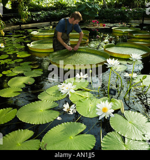 Wasser-Lilien Gärtner Santa Cruz Lilie Stockfoto