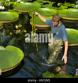 riesige Seerose Gartenpflege Santa Cruz Lilie Stockfoto