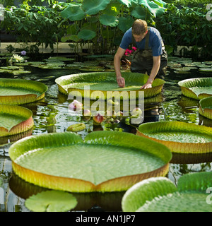 Kew Gardens riesigen Santa Cruz Lilie Stockfoto