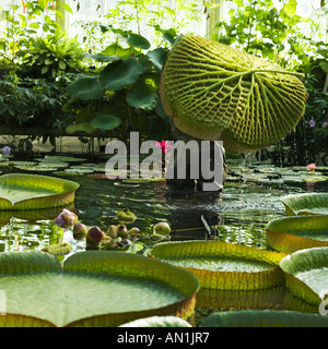 unter einer riesigen Seerosenblatt Santa Cruz Seerose Stockfoto