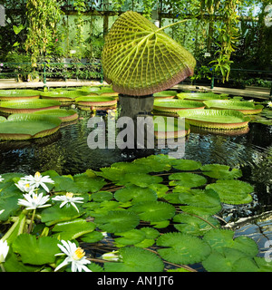 abgedeckt durch eine riesige Seerosenblatt Santa Cruz Seerose Stockfoto