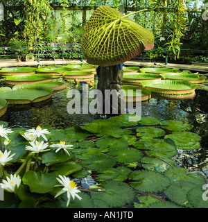 unter einer riesigen Seerosenblatt Santa Cruz Seerose Stockfoto