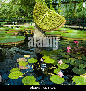 durch eine riesige Seerosenblatt Santa Cruz Seerose überschwemmt Stockfoto