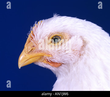 HUBBARD KREUZ BROILER HÜHNCHEN Stockfoto