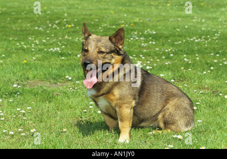 Schwedischer Wallhund - sitzt auf Wiese Stockfoto